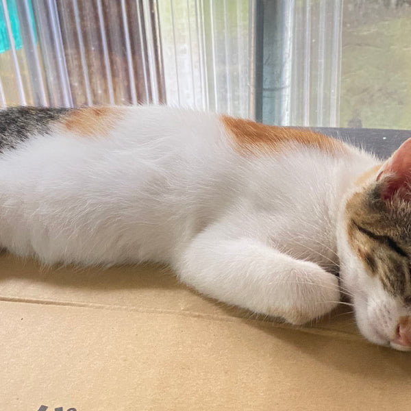 段ボールの上で眠る三毛のねこちゃん
