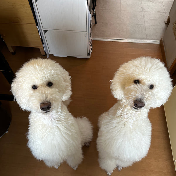 並んでこちらを見上げる白いわんちゃん2匹